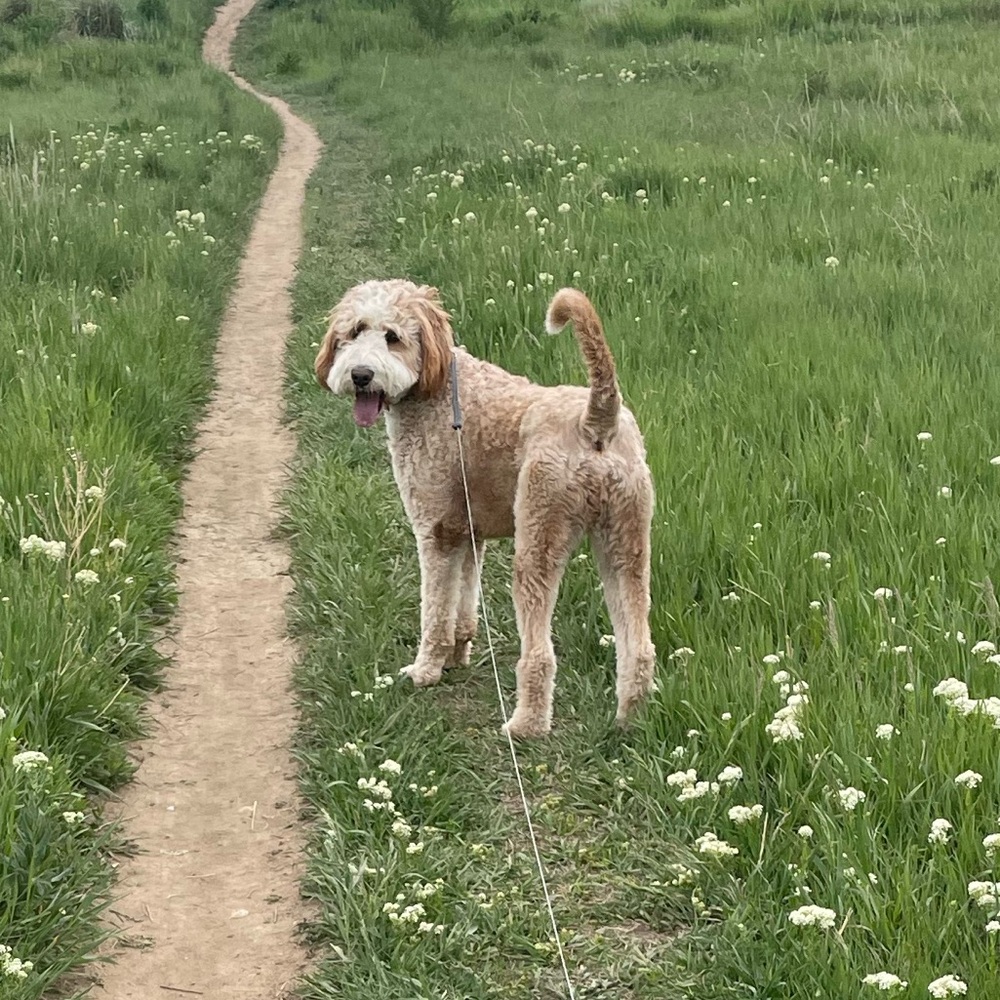 Meet your Posher, Anna